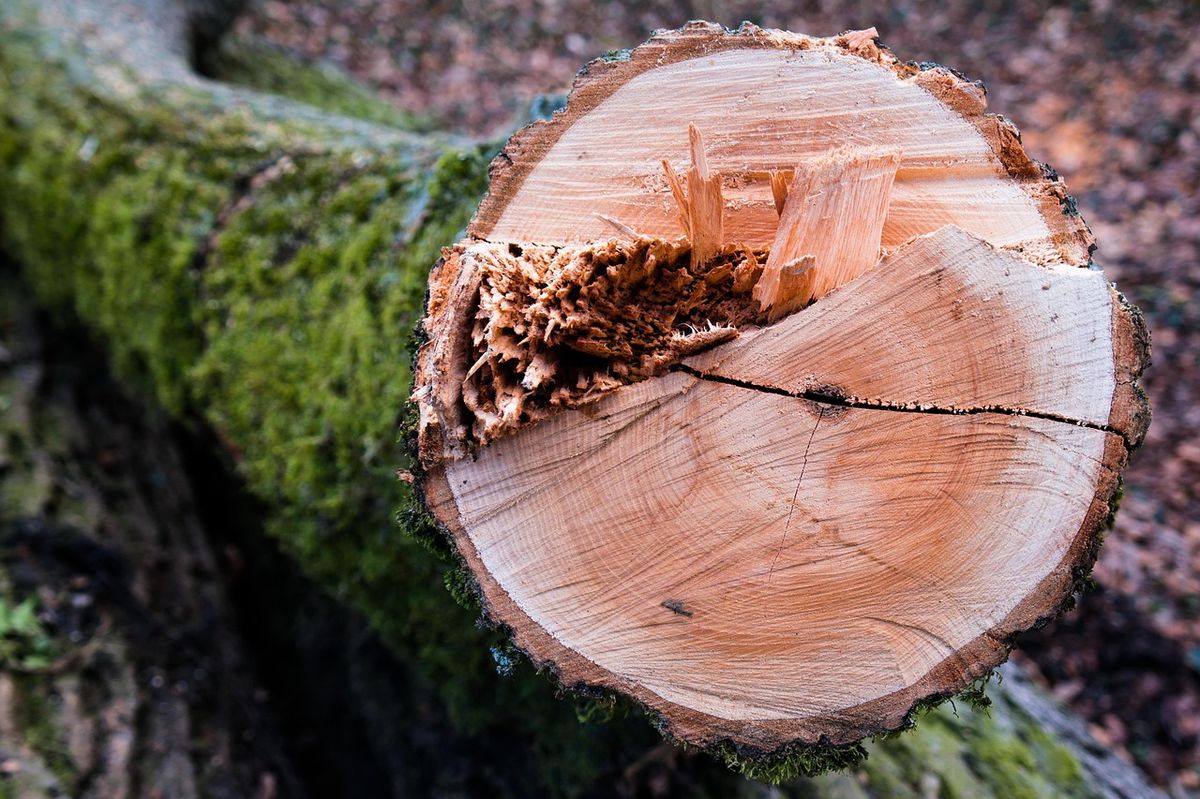 Das Holz konfliktfrei aus dem Wald führen