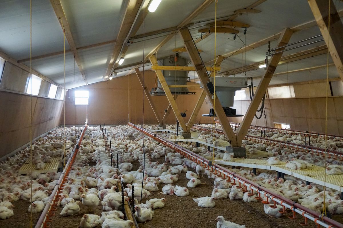 Herausforderungen beim Stallbau